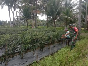Babinsa Dampingi Petani Untuk Periksa Tanaman Cabai di Wilayah Binaan