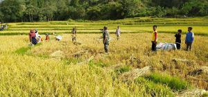 Meski Bulan Puasa, Pelda Budi Rahman Tetap Dampingi Petani Panen Padi