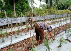 Bantu Merawat Tanaman, Babinsa Koramil 01/Terangun Dampingi Petani Cabe