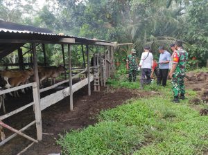 Koramil23/Langsa Timur Bersama Bimas Polres Langsa & Dinas Perternakan Tanggap PMK