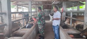 Agar Terhindar PMK, Babinsa Ramil 09/Mutiara Himbau Peternak Jaga Kebersihan Kandang