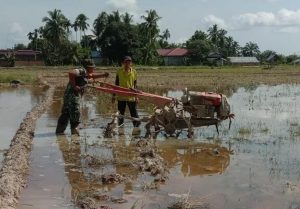 Tak Kalah Dengan Petani, Babinsa Juga Bisa Bajak Sawah