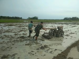 Berikan Pendampingan, Babinsa 23/Lgst Turun Bantu Garap Sawah