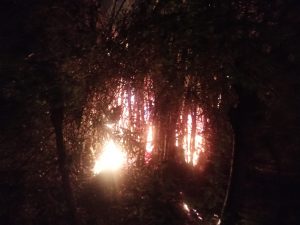 Kebakaran Rumpun Bambu Mengancam Rumah Warga, Damkar Pidie Kerahkan Armada