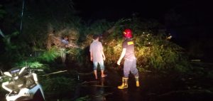 Hujan Disertai Angin Kencang Berakibat Pohon Tumbang Hingga Kerusakan Rumah Warga Di Pidie
