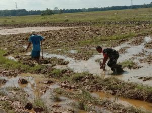 Jalin Kedekatan dengan Petani, Babinsa Langsa Timur Turun Bantu Garap Lahan Sawah