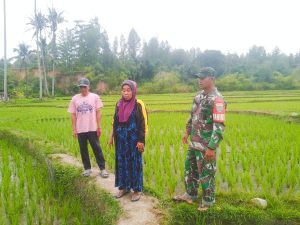 Babinsa Tinjau Pertumbuhan Tanaman Padi Milik Warga Desa Badak