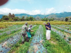 Optimalkan Hasil, Babinsa Ini Bantu Petani Panen Bawang