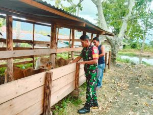 Dampingi Peternak Sapi, Babinsa, Kandang Bersih Ternak Sehat