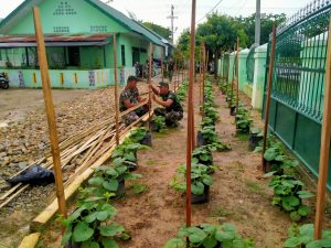 Kodim 0104/Atim Manfaatkan Lahan Untuk Tanam Ratusan Melon