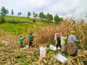 Babinsa Bantu Petani Panen Jagung di Desa Kute Bukit