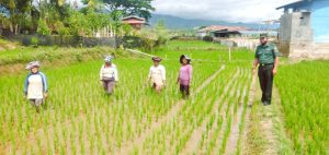 Wujudkan Panen Melimpah, Babinsa Dampingi Petani Rawat Lahan Sawah