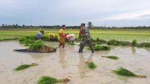 Percepat Masa Tanam Padi, Babinsa 23/Lgst Turun Kesawah Bantu Petani