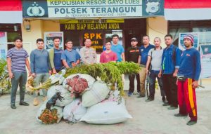 Polsek Terangun Tangkap Petani Ganja Seluas 1 Hektare