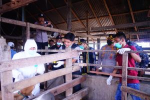 Satgas Penanganan PMK Polres Dan Distanpang Pidie Lakukan Vaksinasi Ternak