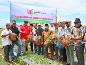 Hadiri Panen Konsorsium Bawang Merah Aceh, Pj Bupati Pidie : Upaya Mengentaskan Kemiskinan
