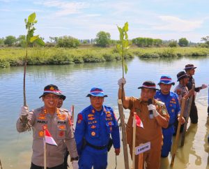 Kapolres Pidie Tanam Mangrove Program Aceh Hijau HUT Ke-77 RI, Turut Serta Pj Bupati Dan Unsur Forkopimda