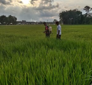 Berikan Pendampingan Pertanian, Sertu Mualim Bantu Proses Penyemprotan Padi