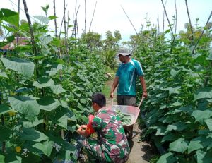 Panen Perdana, Serda Faisal Dampingi Petani Panen Buah Timun