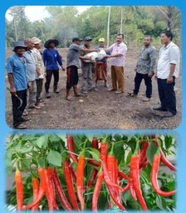Penguatan Ketahanan Pangan, Kelompok Tani Binaan DPMG Pidie “Calong Makmu” Tanam Perdana Cabai Merah