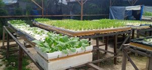 Pelatihan Ketahanan Sandang Pangan di Kota Langsa