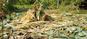 Gajah Liar Kembali Ganggu Perkebunan Warga Sakti, Personel Polsek Terus Monitoring