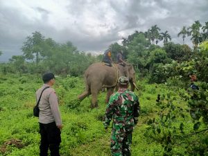Polsek Sakti Bantu BKSDA Dan CRU Giring Gajah Liar Ke Habitatnya