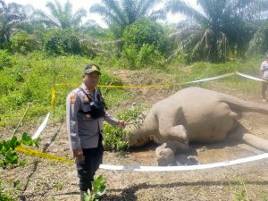 Polsek Serba jadi temukan, Seekor Gajah Betina Mati, Polisi Amankan Lokasi