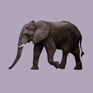 Warga Keumala Meninggal Akibat Amukan Gajah Liar