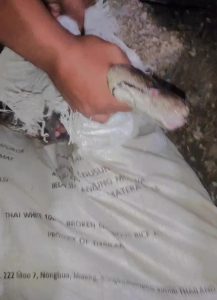 Heboh, Warga Temukan Ular Piton dengan Perut Membesar