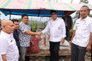 Bupati, Kadis Pertanian Madina Salurkan Enam Ton Bibit Jahe di Kecamatan Puncak Sorik Merapi