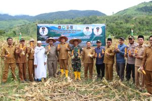 Dandim Gayo Lues Ikuti Panen Jagung di Kecamatan Tripe Jaya