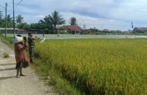 Bersama Petani Babinsa Ramil 02/Lgs Usir Hama Burung di Sawah