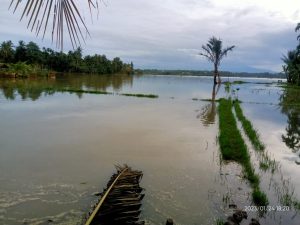 Di Paloh Lada Dewantara, Puluhan Hektar Sawah Masih Terendam Banjir