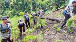 Tim Gabungan Musnahkan Sembilan Hektar Ladang Ganja