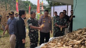 Dukung Ketahanan Pangan Nasional, Kodim 0111/ Bireuen Gelar Panen Jagung
