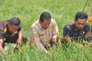 Bawang Merah Harapan Wali Kota Padang Sidempuan