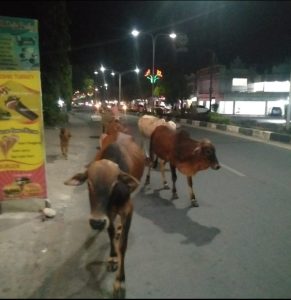 Pakan Berkurang, Kawanan Lembu Patroli di Malam Hari
