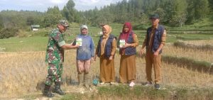 PPL Dabun Gelang Tinjau Padi Terlanjur Disemprot Herbisida