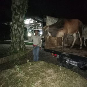 Akibat Selalu Melancong ke Kota,12 Ekor Sapi Naik Truk Satpol PP Langsa