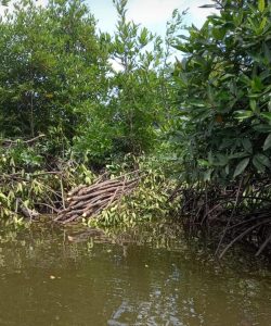 Menjarah Pohon Bakau Merusak Ekologi Dan Terjerat Bisnis Durhaka