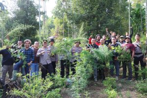 Ladang Ganja Seluas 2 Hektar di Perbukitan Sawang Dimusnahkan Polres Aceh Utara