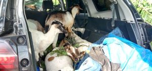 Ada Kambing Dalam Mobil Toyota Terios Penabrak Truk di Pidie