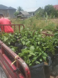 Geuchik Sidorejo Membagikan Bibit Cabe Untuk Masyarakat