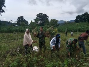 Waktu Istirahat, Personel Satgas TMMD Ke-116 Kodim 0111/Bireuen Sempatkan Bantu Warga Panen Kacang Tanah