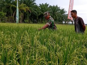 Babinsa Koramil 03/ Seruway Laksanakan Pendampingan Pertanian