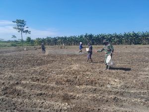 Serda Ferdian Dampingi Penaburan Dolomit Di Lahan Jagung Desa Sumber Makmur