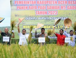 Pj Bupati Aceh Besar Panen Raya Padi MT Gadu di Lamtamot