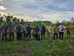 Didampingi Kadistan Pj Bupati Iswanto Panen Bawang di Saney Lhoong