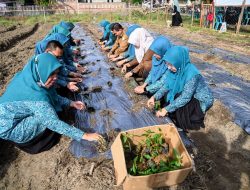Peringati HKG Ke 52, Pengurus PKK Aceh Besar Tanam Cabai di Kajhu
